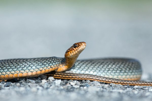 Comment introduire des éléments naturels dans l'habitat d'un serpent des blés?