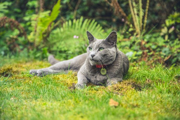 Quels sont les soins spécifiques à apporter à un chat de race Chartreux pendant les périodes de mue?