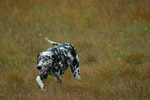 Comment utiliser les jouets interactifs pour prévenir l'ennui chez un chien de race Dalmatien?