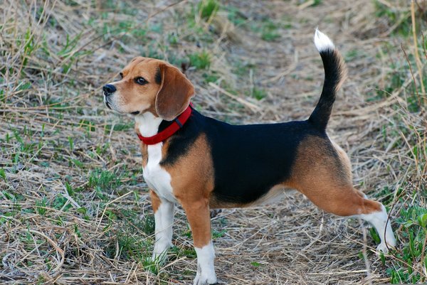 Quels sont les signes de la pancréatite chez un chien de race Beagle et comment la traiter?