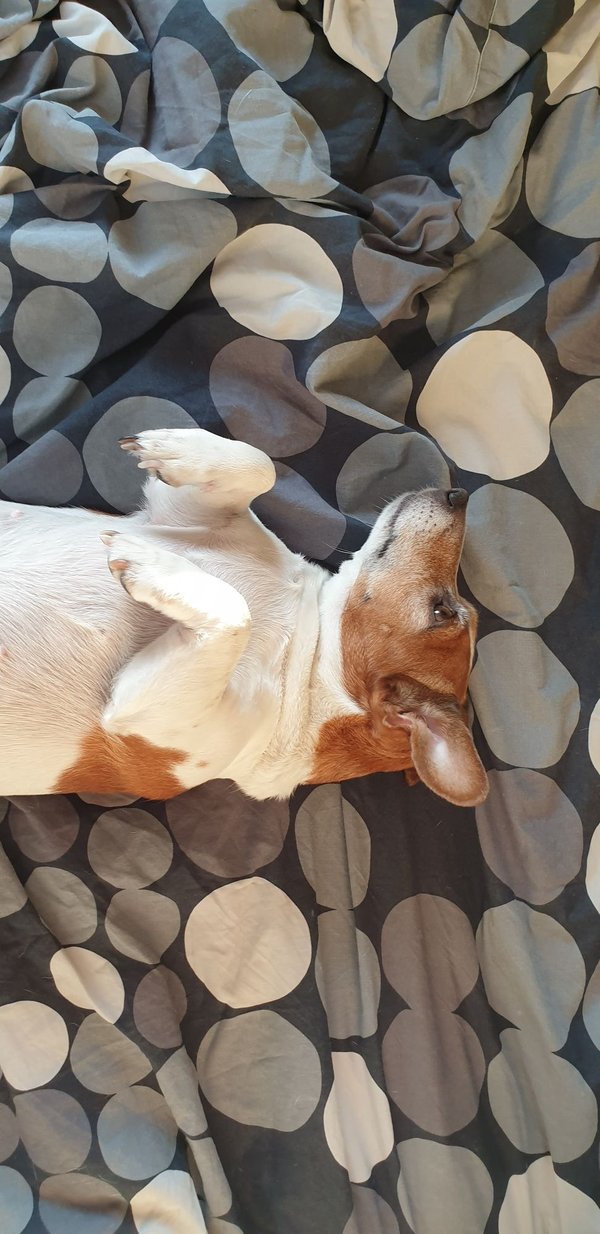 Découvrez comment les chiens détectent les punaises de lit